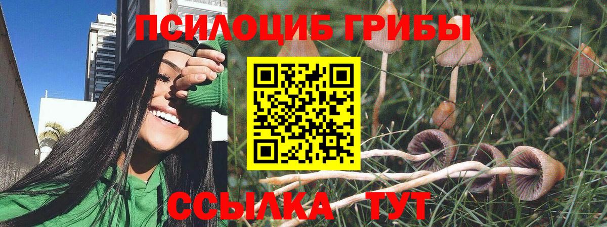 Галлюциногенные грибы Psilocybe Чайковский